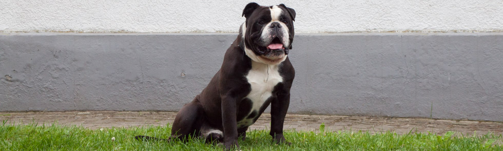 Tierheim Speyer Hunde