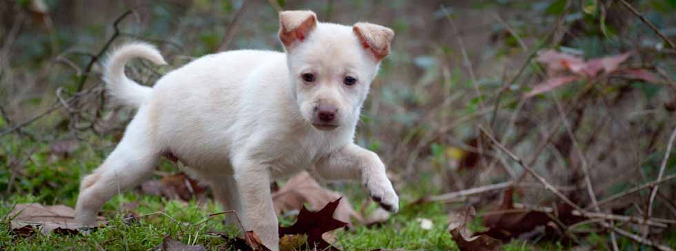Tierheim Speyer Hunde