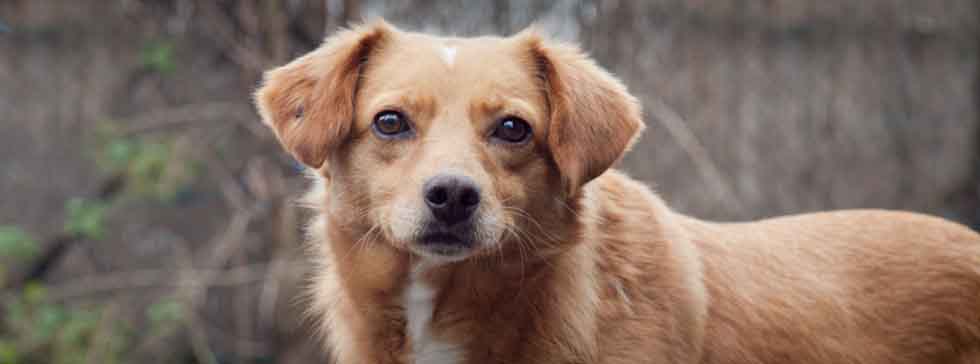 Tierheim Speyer Hunde