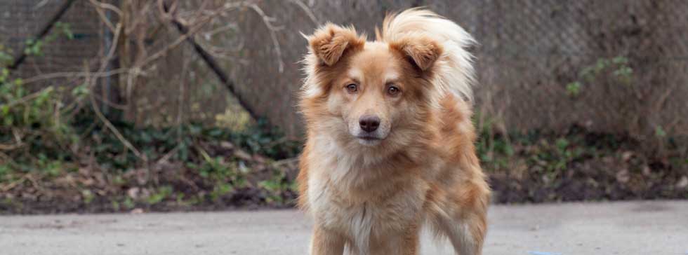 Tierheim Speyer Hunde